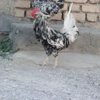 خروس گلین اصل