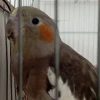 عروس هلندی|پرنده|فلاورجان, |دیوار