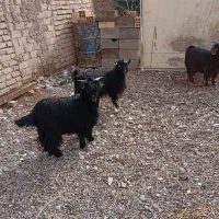 گوسفند نر|حیوانات مزرعه|کرمان, |دیوار