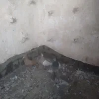 هرچهار تا نر کفتر قلدر|پرنده|مشهد, شهرک صنعتی توس|دیوار