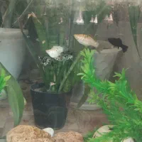 ماهی|ماهی|فسا, |دیوار