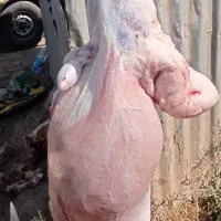 بره نر چاق  خوش طعم خوراک خورده گوشت کیلویی 750