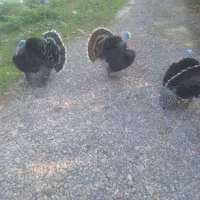 بوقلمون گوشتی