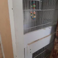 فقط پرنده یا حیوانات خانگی