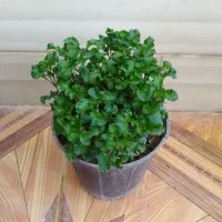گل دون ای 20