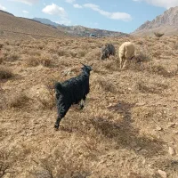 بزغاله چاق|حیوانات مزرعه|فریدونشهر, |دیوار