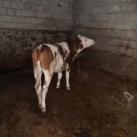 دوعدد گوساله