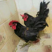 2 عدد خروس عربی سیاه