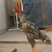 خروس لاری اوشامو کوکو