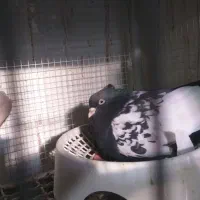 ۲۰تا سینه درجه یک