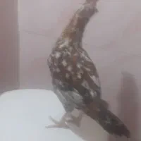 خروس گلین صحیح وسالم|حیوانات مزرعه|تهران, کیانشهر|دیوار