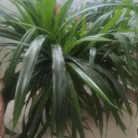 گل طبیعی پاندانوس