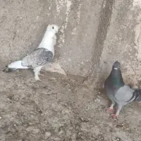 انواع کبوتر