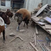 قوچ توقلی جنس کردستانی. افشاری لنگه دوقلو|حیوانات مزرعه|آق قلا, |دیوار