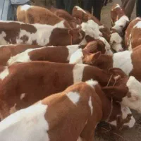 فروش انواع گوساله هایه پرواری و داشتی