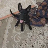 توله سگ ژرمن بلک