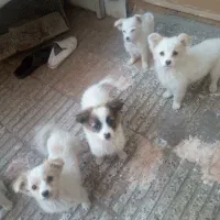 فروش توله پامر