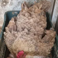 مرغ کرچ
