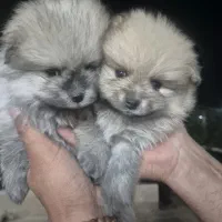 سگ پامرین خرسی