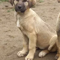 توله ماده پژدر عراقی