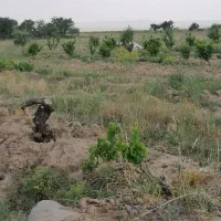 زمین کشاورزی ۸/۵ هکتاری در مامونیه متری ۱۰۰|فروش زمین و ملک کلنگی|تهران, بوستان ولایت|دیوار