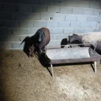 قوچ میش بره|حیوانات مزرعه|جوادآباد, |دیوار