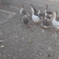 قیمت دونیی۷۵۰|حیوانات مزرعه|شیراز, شهرک گلستان|دیوار