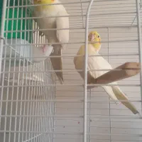 جفت‌عروس‌هلندی