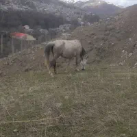 اسب مادیان درجه یک همراه کره ش مادیان