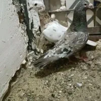 تعداد کبوتر جفت تک هوایی شقه