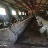 کارگر ساده دامداری اتبا