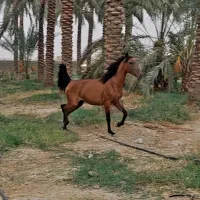 کره مادیون ۲/۵ ساله شجره دار