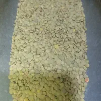 عدس مرجی انگوت دیم