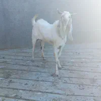 چپش|حیوانات مزرعه|بانش, |دیوار