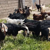 ۱۲ بز و ۱۲ بزغاله