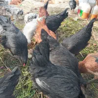 مرغ جوان تخم گذار۴۵۰