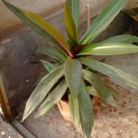 گل و گلدان|گل و گیاه طبیعی|اهواز, کوی صادقیه|دیوار