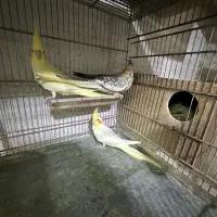 عروس هلندی با جوجه