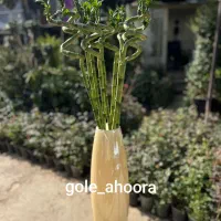 بامبو لاکی جوانه