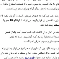 گیاه لوبیای سحرآمیز|گل و گیاه طبیعی|یزد, |دیوار