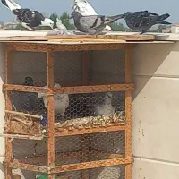 کبوتر