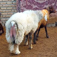 یک راس بره قوچ بختیاری پسند