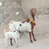 بز پاکستانی باکهرماده|حیوانات مزرعه|بندرعباس, |دیوار