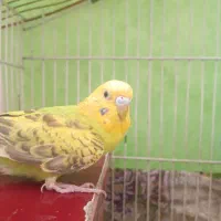 مرغ عشق|پرنده|درح, |دیوار