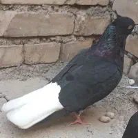 جفت ماده
