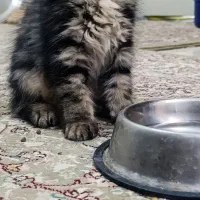 گربه پرشین بریتیش 70 روزه