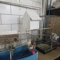 عروس هلندی|پرنده|شهرکرد, |دیوار