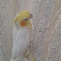 عروس هلندی دستی|پرنده|مشهد, شهید قربانی|دیوار