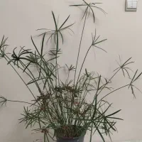 گل طبیعی مرداب
