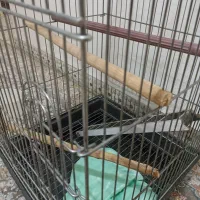 قفس|لوازم جانبی حیوانات|رباط‌کریم, مسکن مهر آبشناسان|دیوار